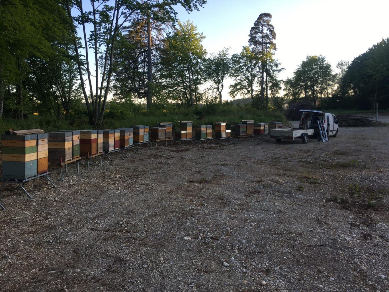 Bienenstöcke stehen in einer Reihe auf einem Kiesplatz, umgeben von Bäumen.