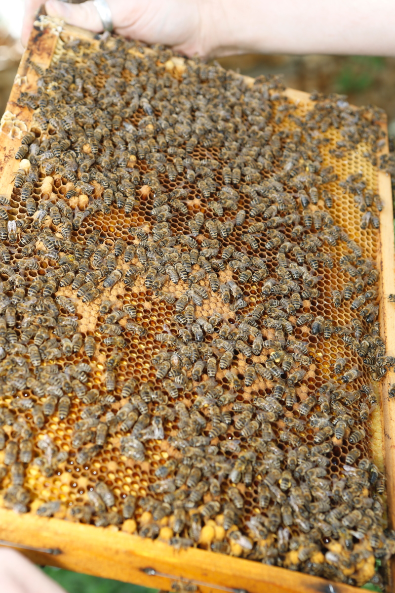 Ein Wabenrahmen mit vielen Bienen, die auf der Wabe sitzen.