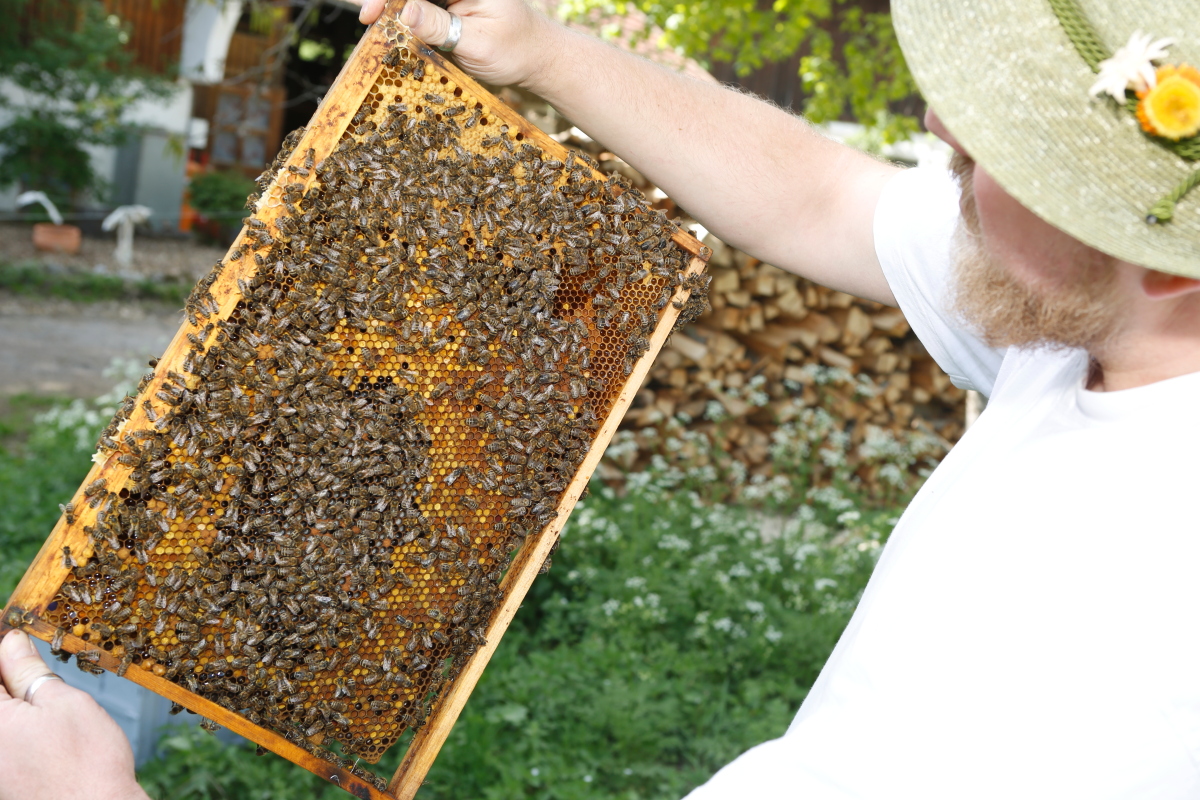 Der Imker (Matthias) hält einen Wabenrahmen mit vielen Bienen in der Natur.