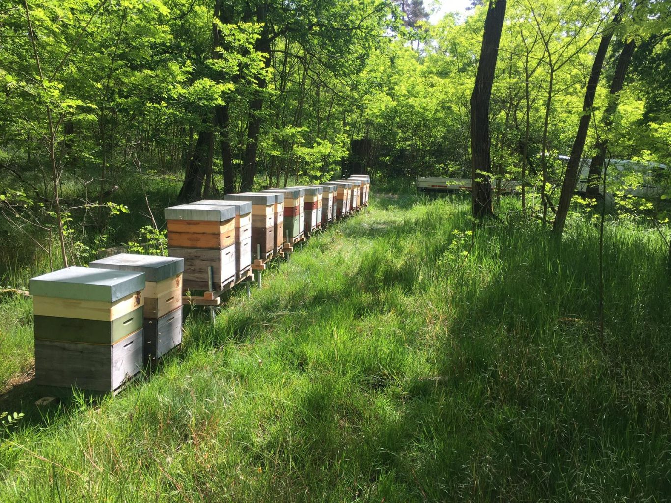Imkerstöcke stehen in einer grünen Wiese, umgeben von Bäumen.