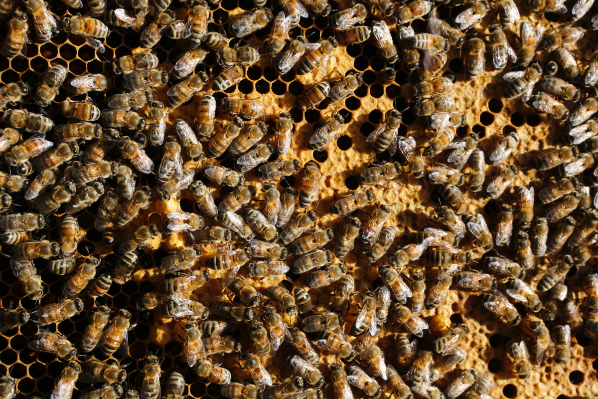 Wabe mit vielen Bienen, die sich um Honig und Larven gruppieren.