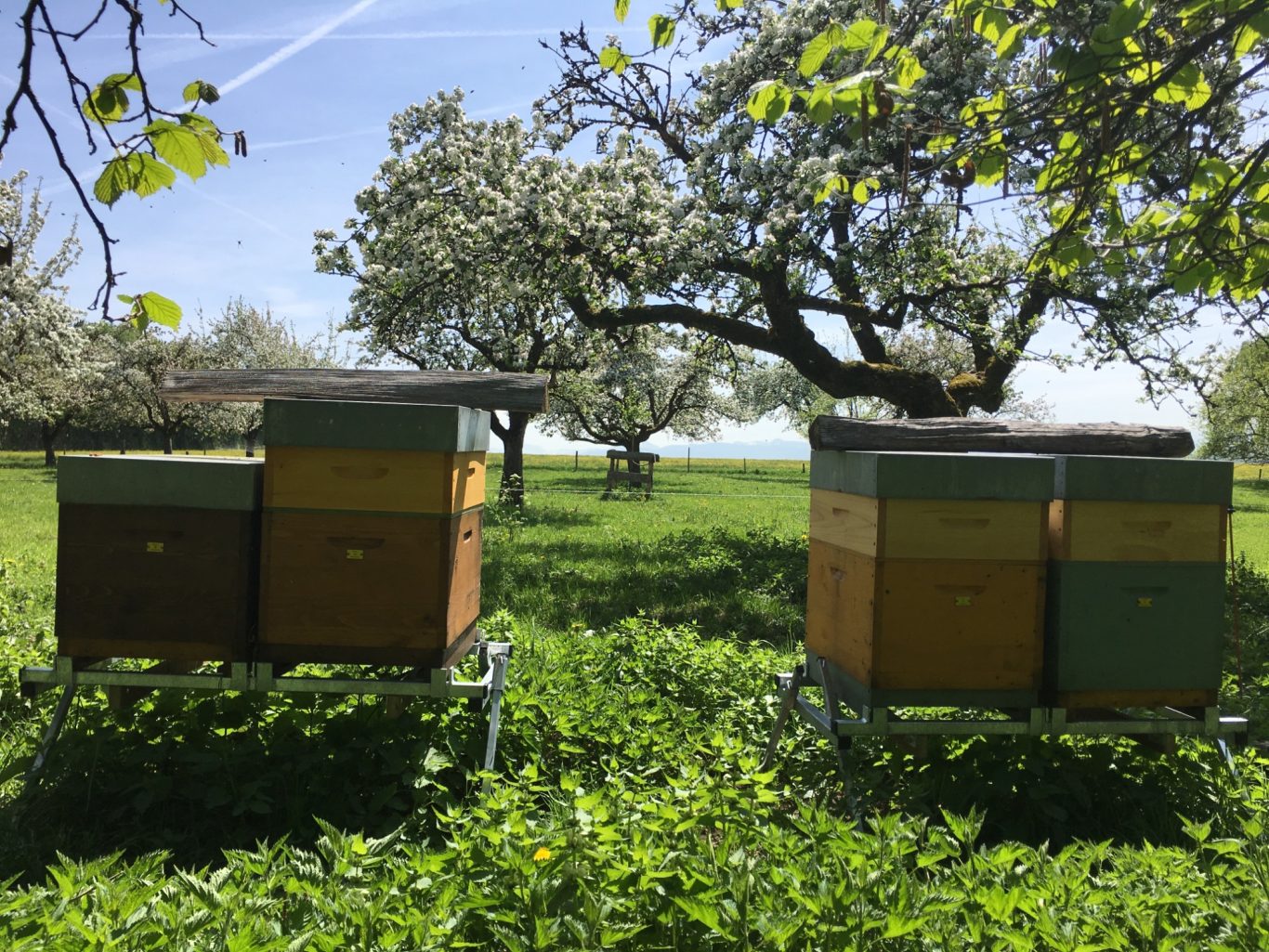 Zwei Bienenkästen in einer blühenden Obstplantage vor einem grünen Wiesenhorizont.