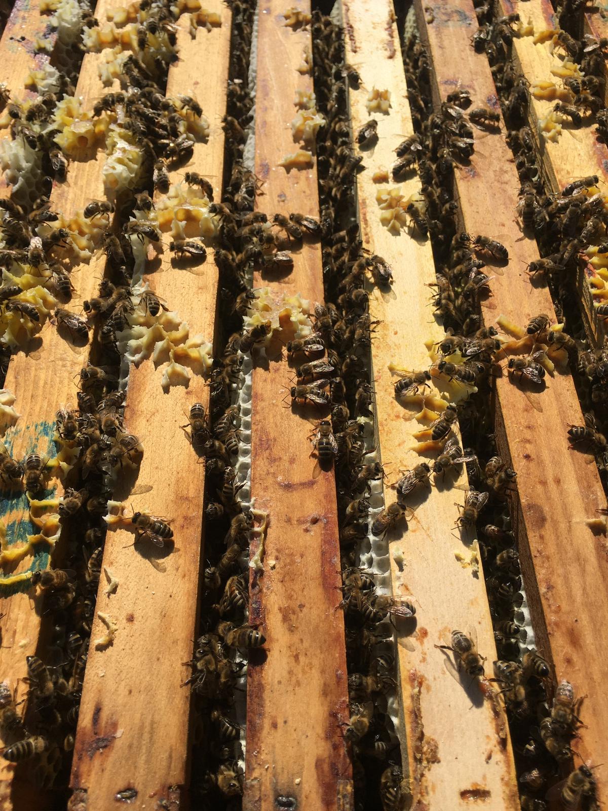 Bienen auf Holzrahmen in einem Bienenstock, mit Wachs und Honig.